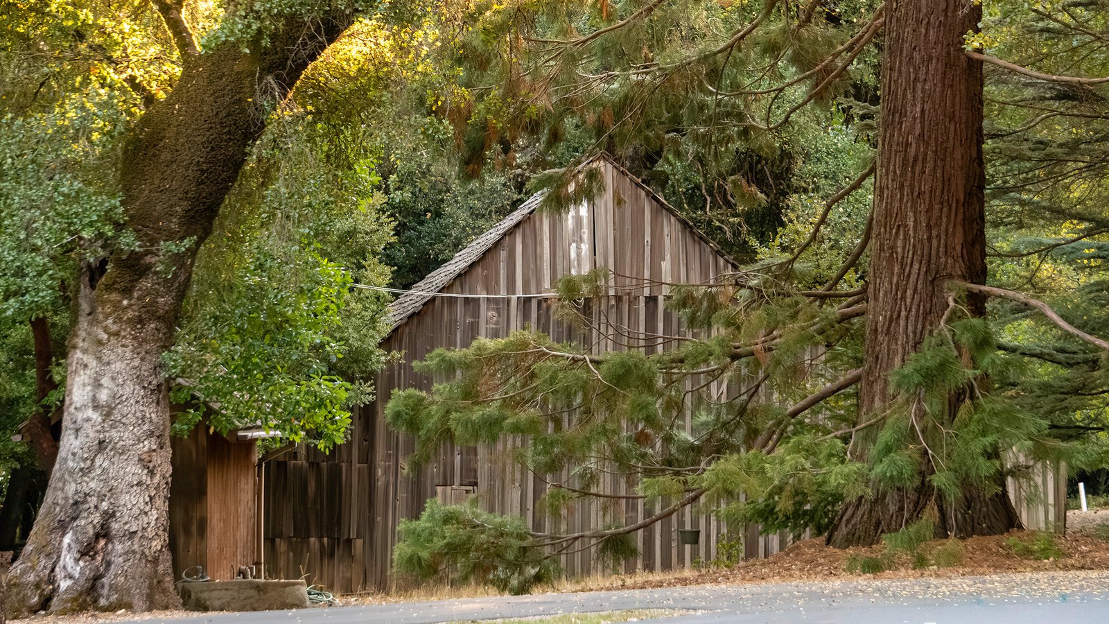 BD_Barn Weathered wood barn partially hidden by redwood and oak trees, Bonny Doon California