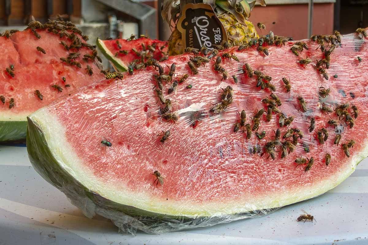 Could not look away_6 Sliced watermelon covered in bees on a white surface, summer abundance and mild unease