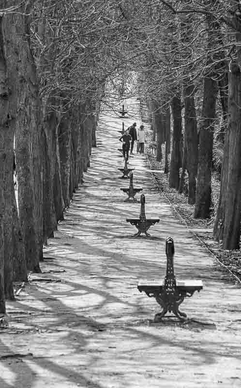 Europe H_8 Black and white tree-lined path in Parque del Buen Retiro, Madrid, iron benches receding into distance, two figures walking