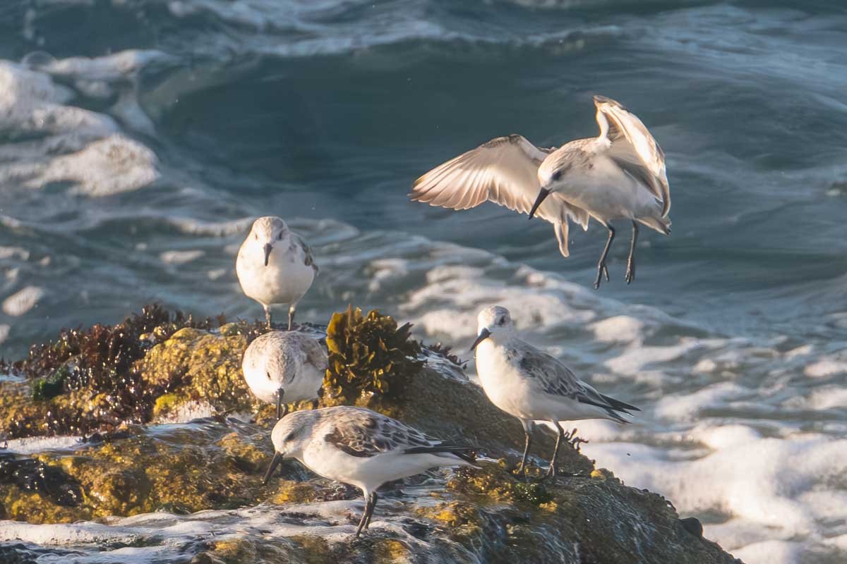 Found_14 Five white egrets on wave-washed coastal rocks, wings spread, surf breaking around them
