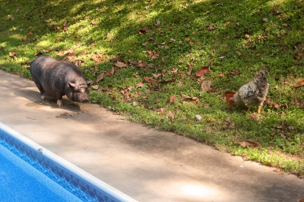 US_Housesit_16 Pot-bellied pig eating from a bowl on a patio while a rooster stands nearby, Morganton North Carolina housesit