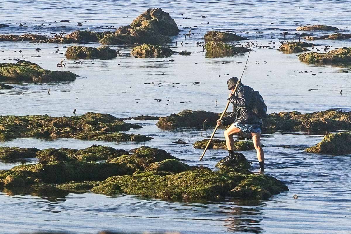 download_1 Person wading among rocks and seaweed with a pole spear octopus hunting, Mindelo