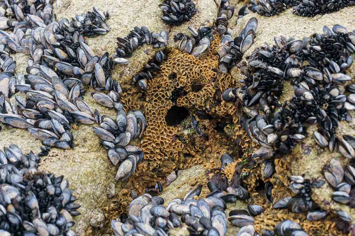 viladoconde1 Mussels and barnacles on rock, close detail, Vila do Conde