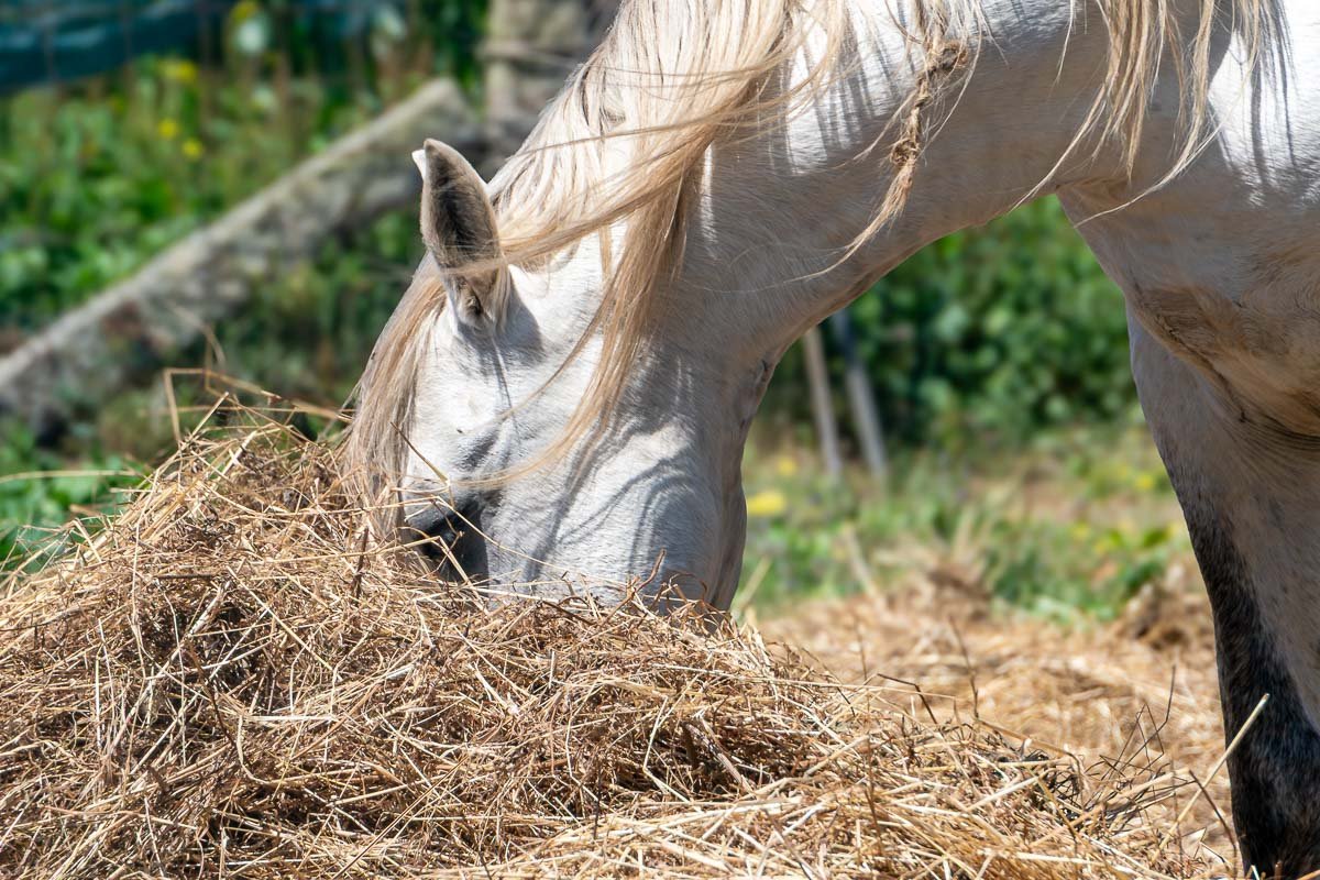 Mindelo White horse feeding on hay